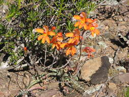 Image of Tritonia securigera subsp. watermeyeri (L. Bolus) J. C. Manning & Goldblatt