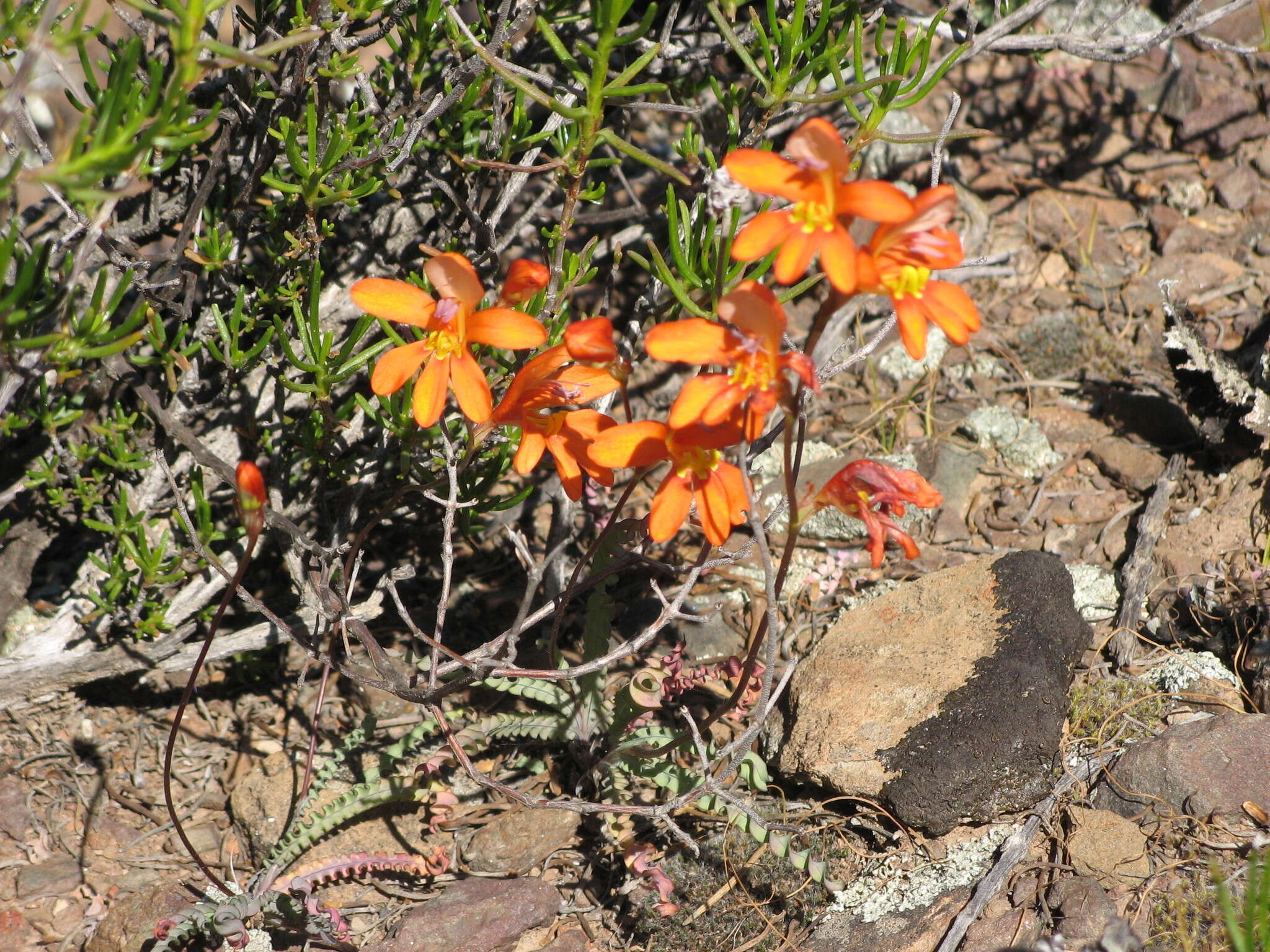 Image of Tritonia securigera subsp. watermeyeri (L. Bolus) J. C. Manning & Goldblatt