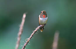 Image of Scintillant Hummingbird