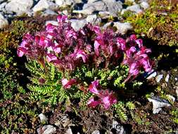 Image de Pedicularis asplenifolia Floerke ex Willd.