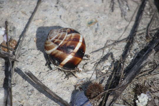 Imagem de Helix lucorum Linnaeus 1758