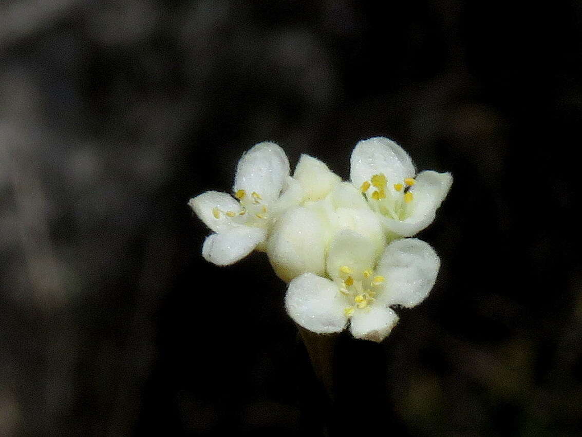 Image of Lachnaea capitata (L.) Cr.