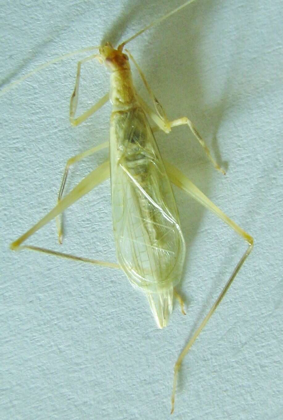 Image of Thin-lined Tree Cricket