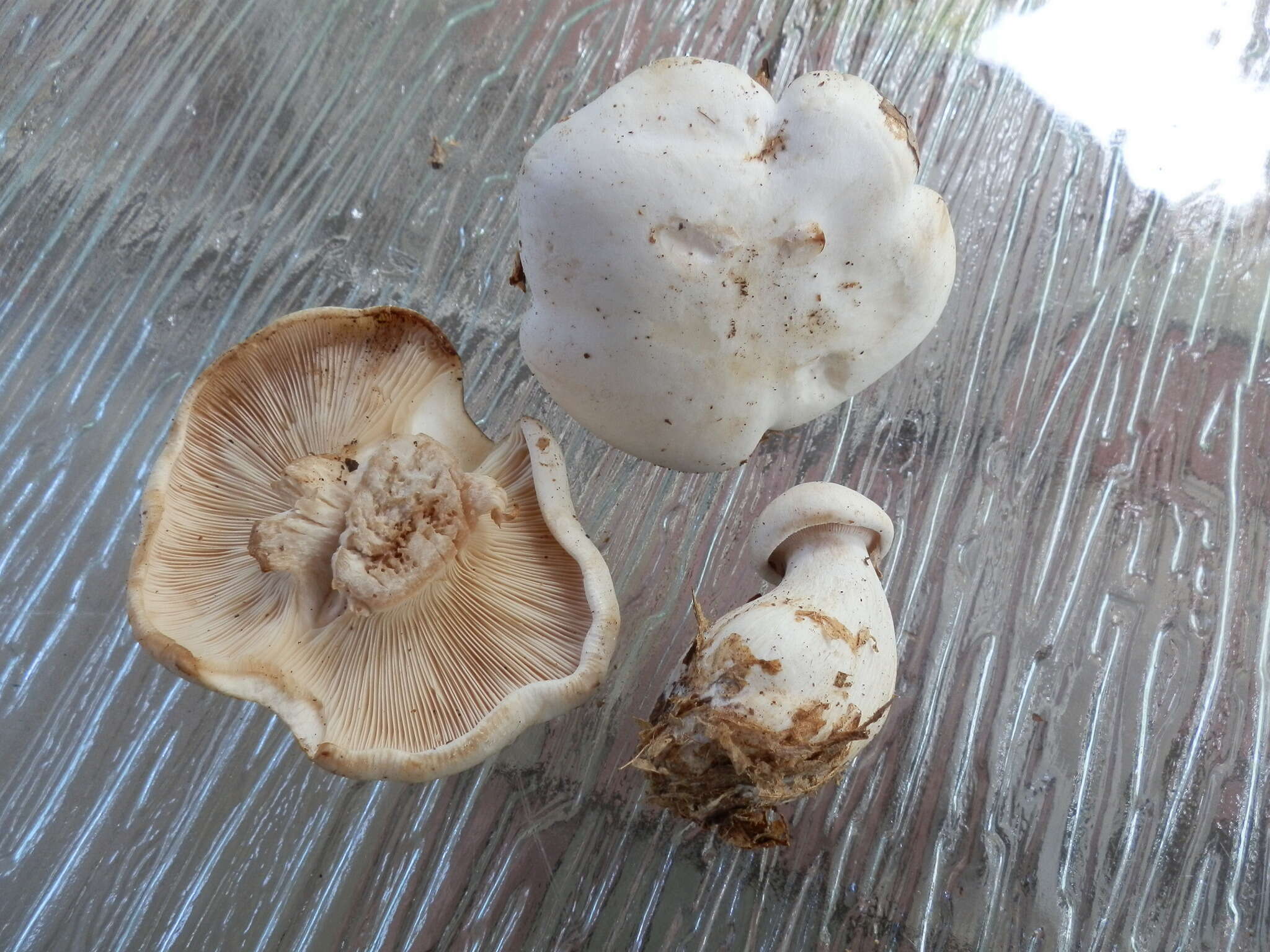 Image of Clitocybe robusta Peck 1897