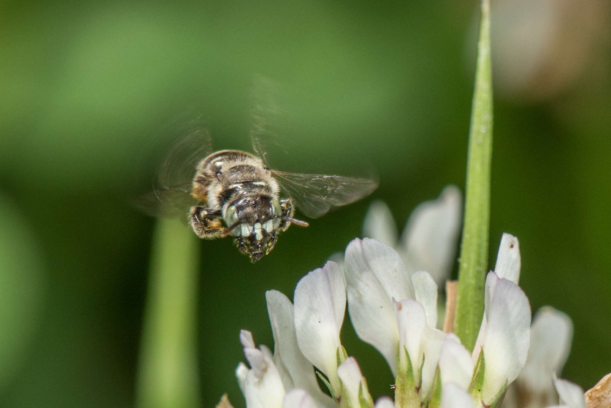 Image of Calliopsis andreniformis Smith 1853