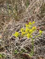 Image of low pinebarren milkwort