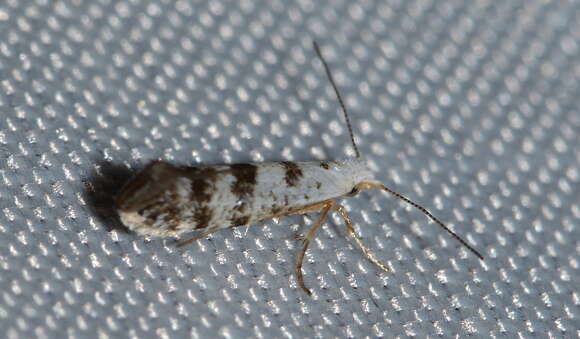 Imagem de Argyresthia thuiella Packard 1871