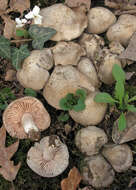 Image of Entoloma saundersii (Fr.) Sacc. 1887