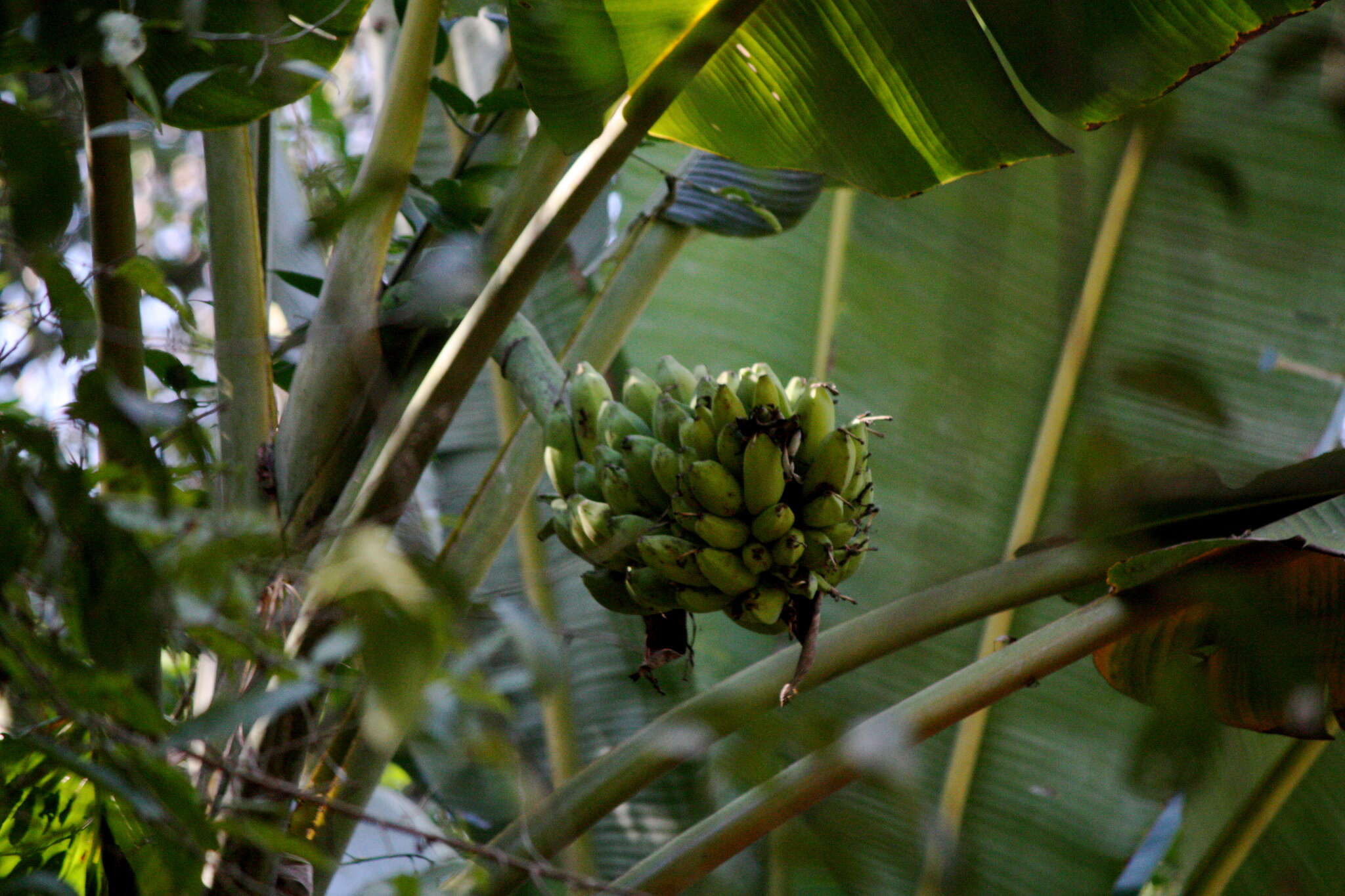 Image of banana