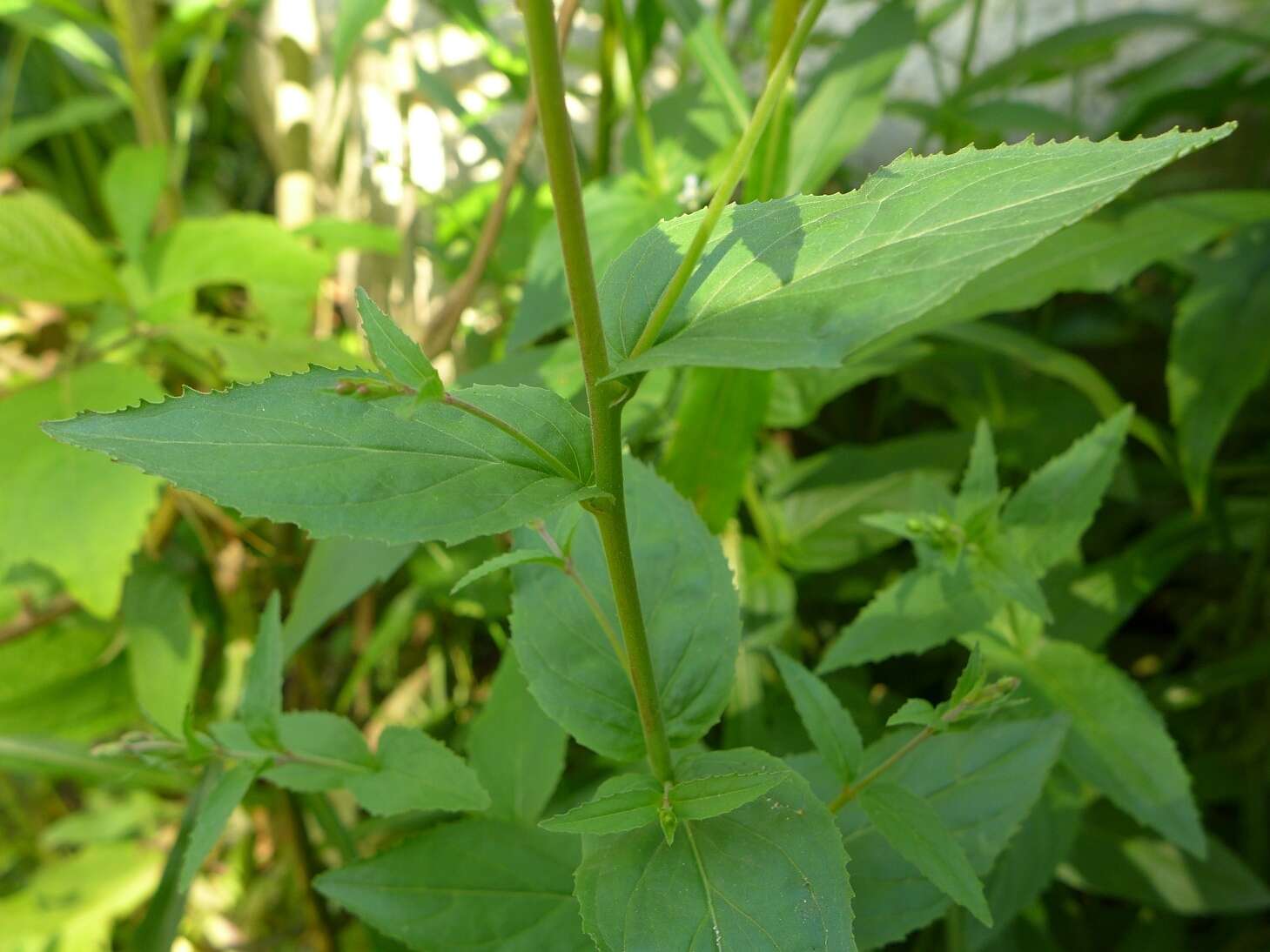 Epilobium montanum L. resmi