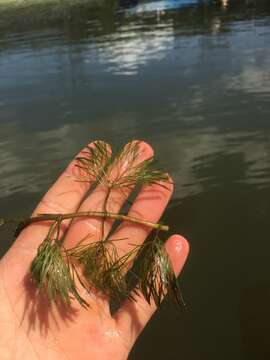 Image of fanwort