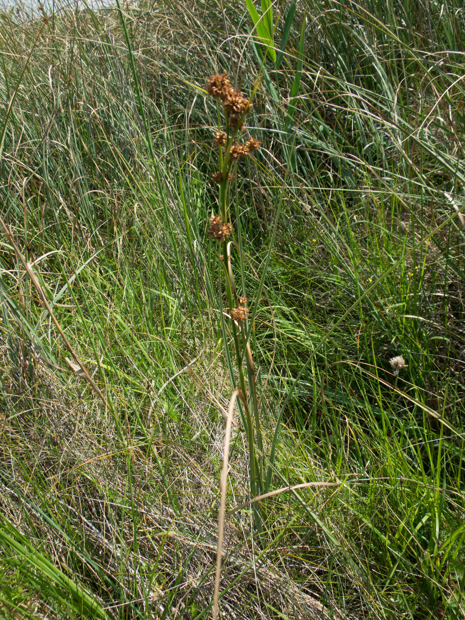 Image of Fen Sedge