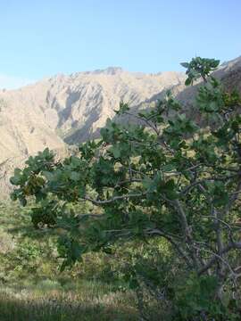 Image of pistachio nut