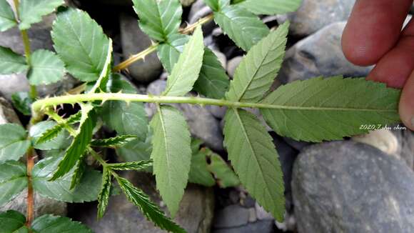 Image of Rubus fraxinifolius Poir.