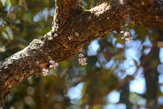 Dendrobiinae resmi