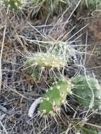 Opuntia columbiana Griffiths resmi