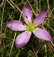 Image of Gentianella cerastioides (Kunth) Fabris