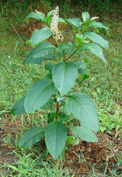 Image of American Nightshade