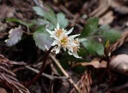 Image of Coptis japonica (Thunb.) Makino