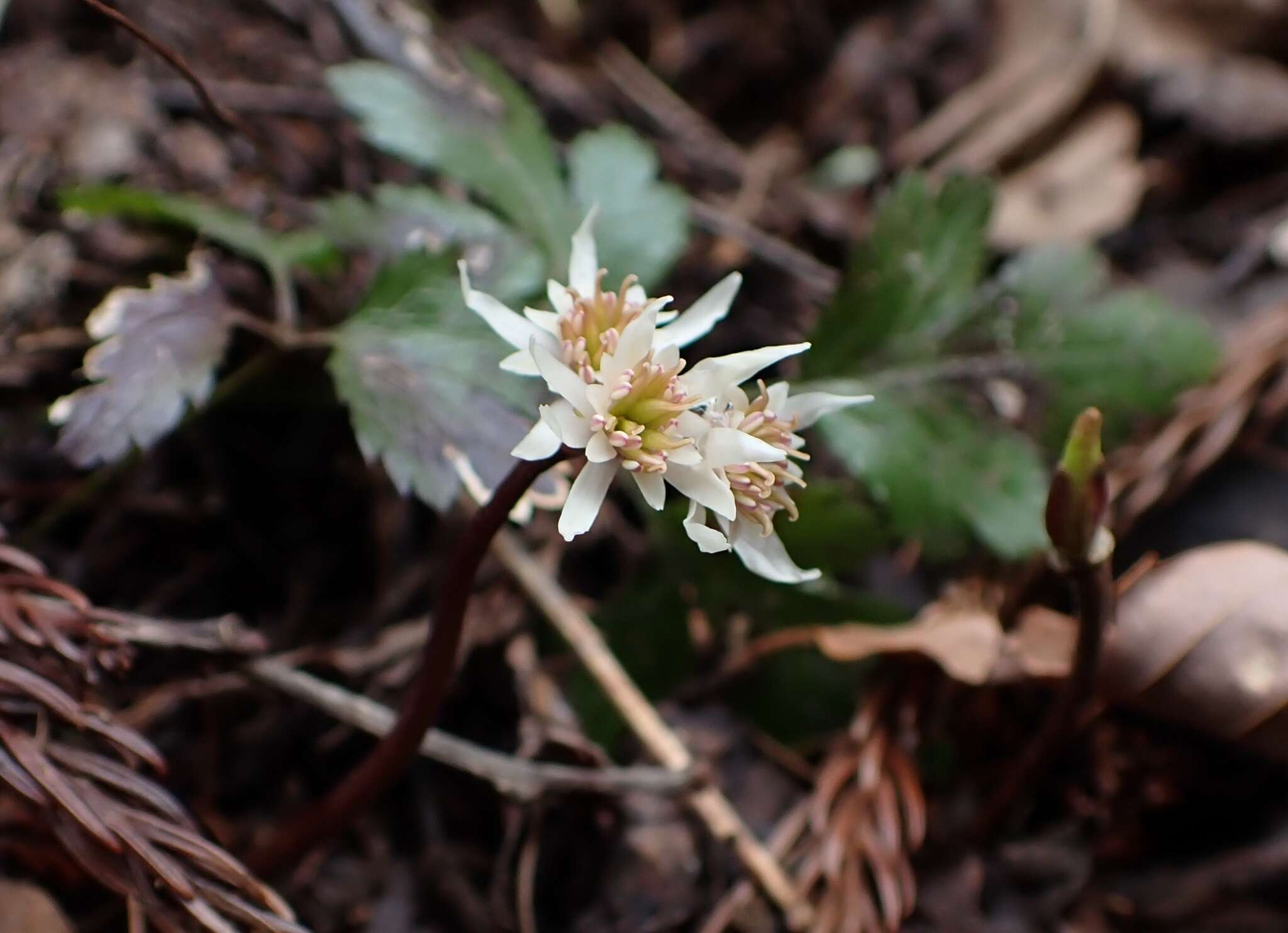 Image de Coptis japonica (Thunb.) Makino