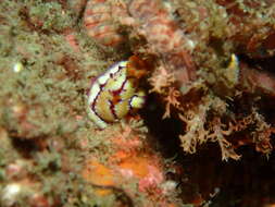 Image of Hypselodoris cerisae Gosliner & R. F. Johnson 2018