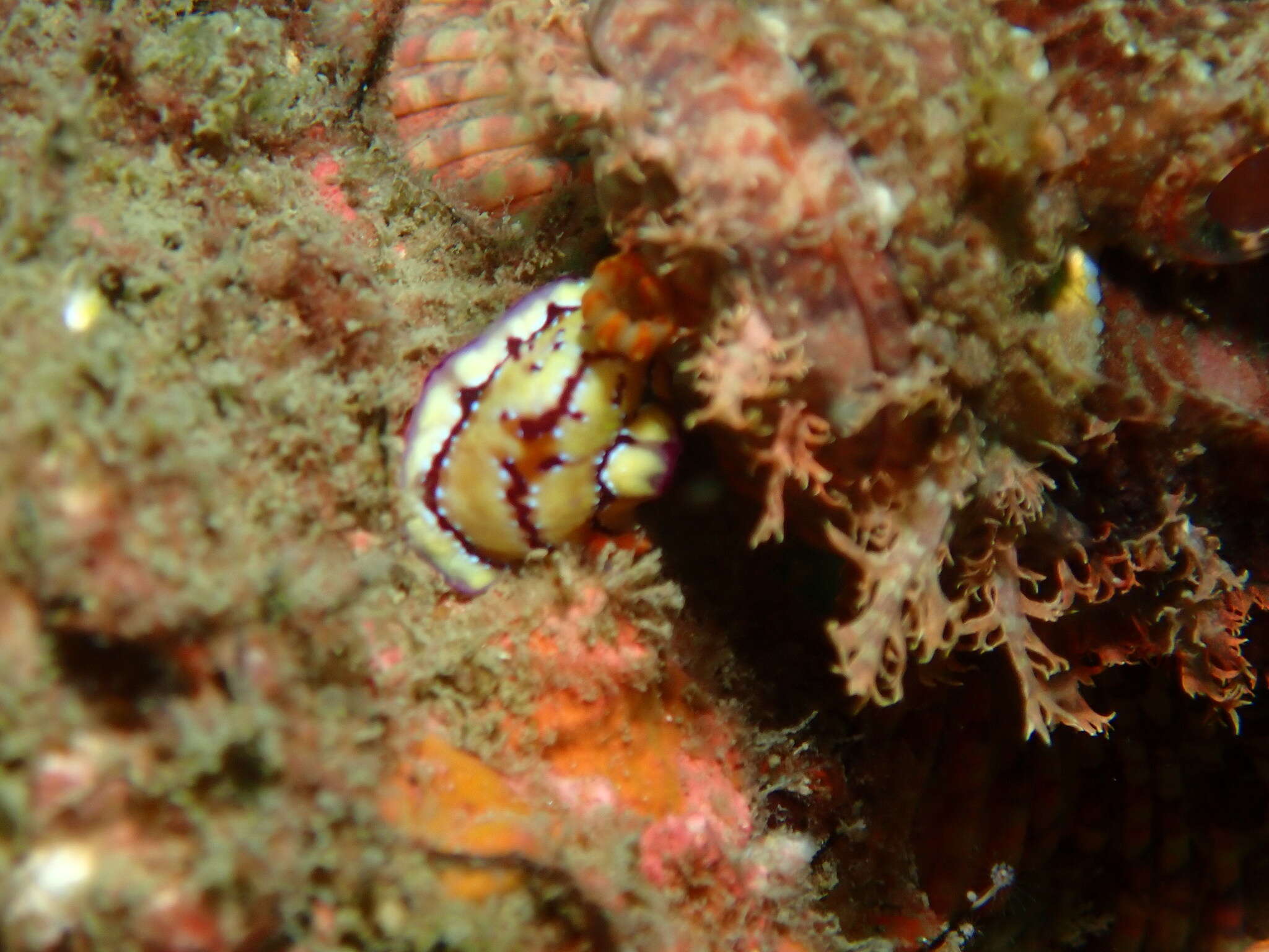 Image of Hypselodoris cerisae Gosliner & R. F. Johnson 2018