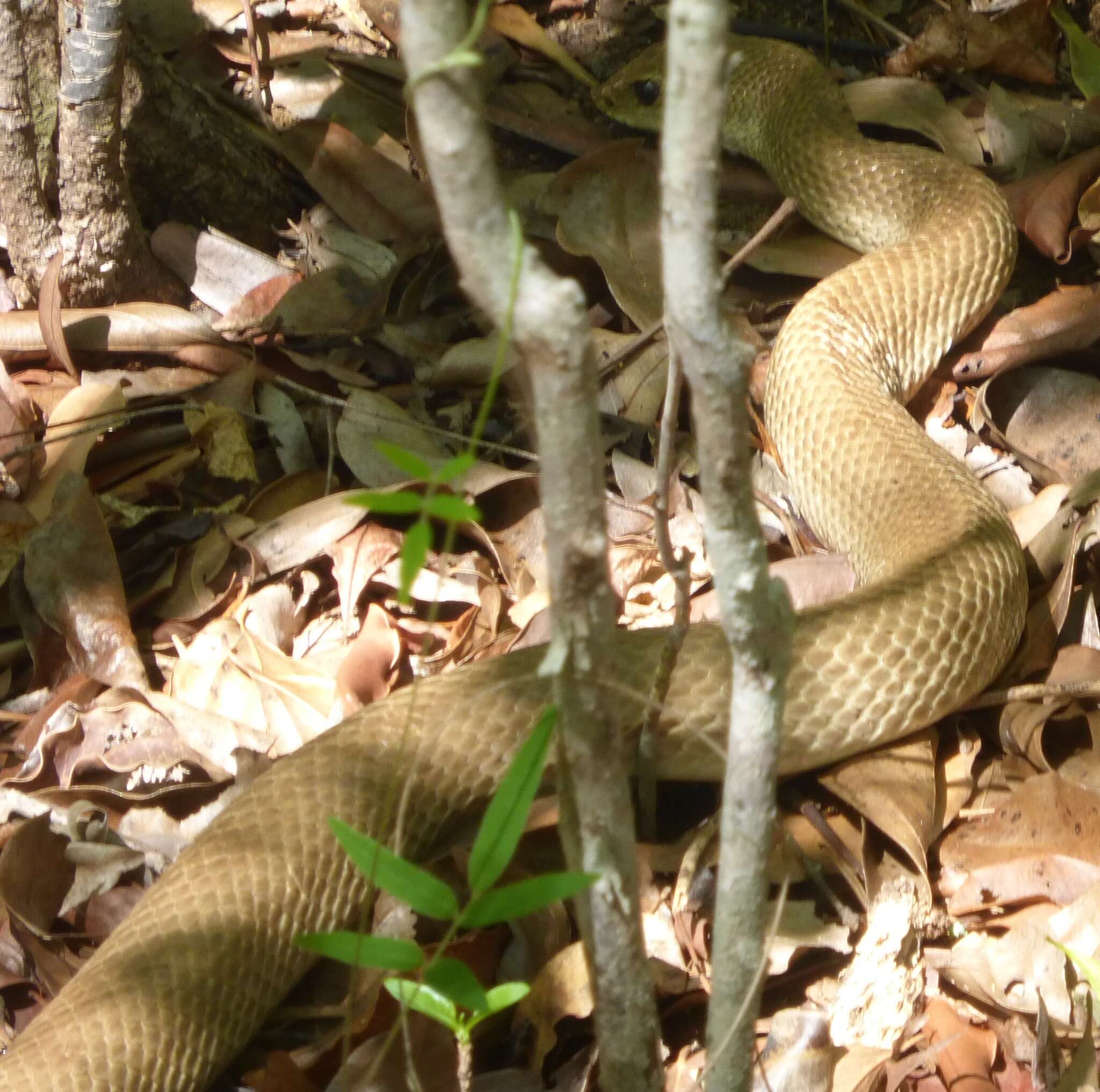 Image of Blonde Hognose Snake