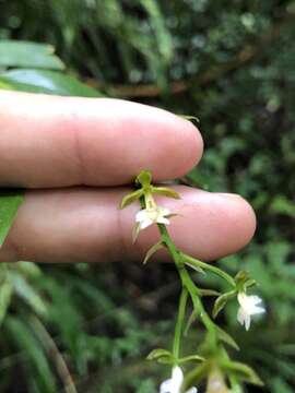 Sivun Epidendrum parviflorum Ruiz & Pav. kuva