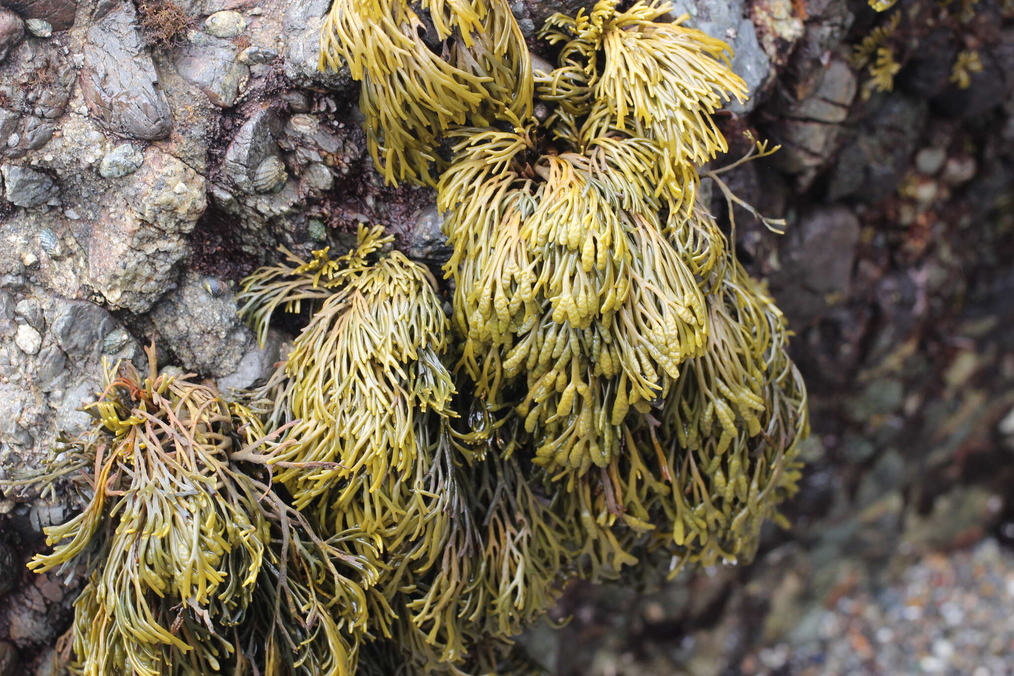 Image of Pelvetiopsis arborescens