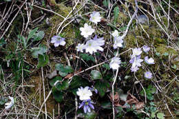 Plancia ëd Hepatica