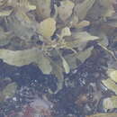 Image of Sargassum incisifolium