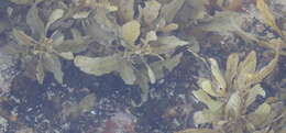 Image of Sargassum incisifolium