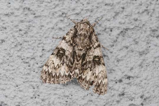 Image of Semirelict Underwing