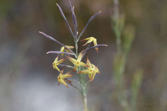 Image of Franklandia fucifolia R. Br.