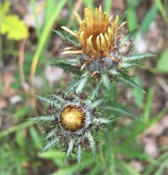 Image of carline thistle