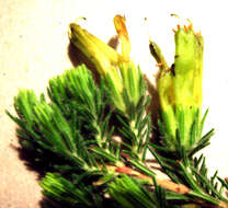 Image of Erica unicolor subsp. unicolor