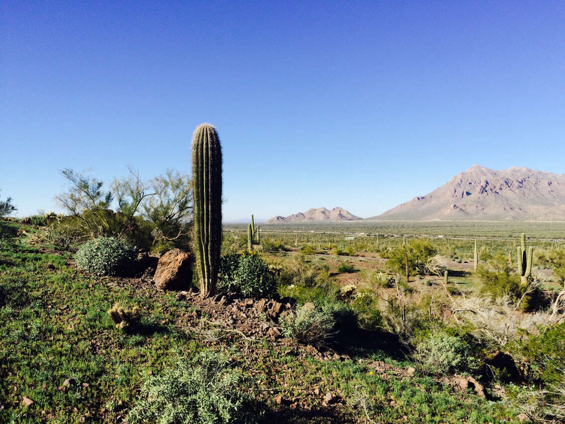 Image of saguaro