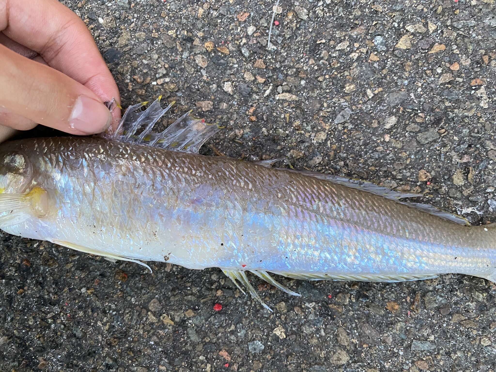 Image of Stout whiting