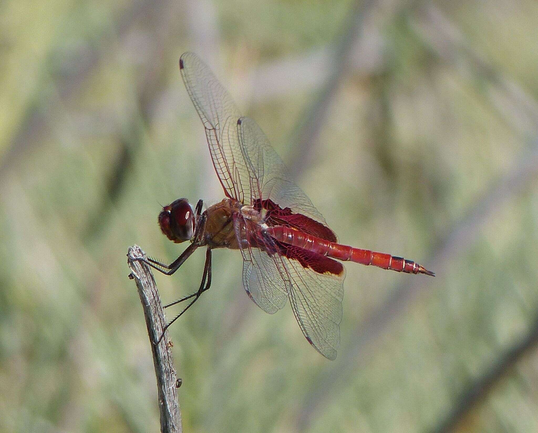 Image of Red Saddlebags