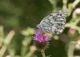 Image of Melanargia larissa Hübner 1827