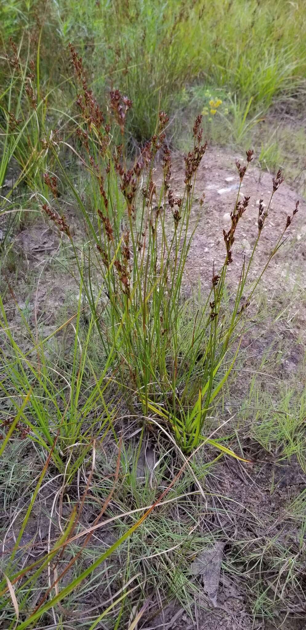 Image of Narrow-Panicle Rush