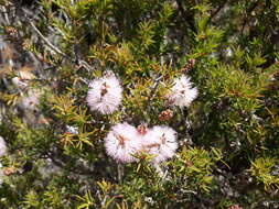 Image de Melaleuca striata Labill.