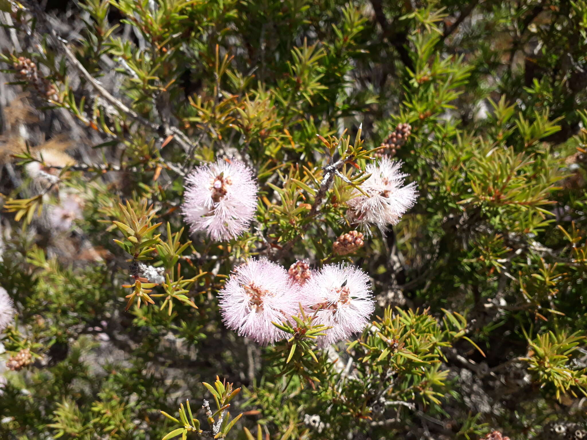 Image de Melaleuca striata Labill.