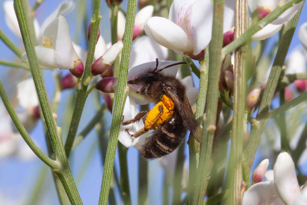 Andrena vulcana Dours 1873 resmi