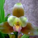 Image of Lycaste dowiana Endrés ex Rchb. fil.