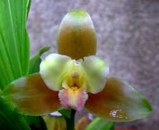 Image of Lycaste dowiana Endrés ex Rchb. fil.