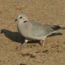 Image of Streptopelia capicola onguati Macdonald 1957