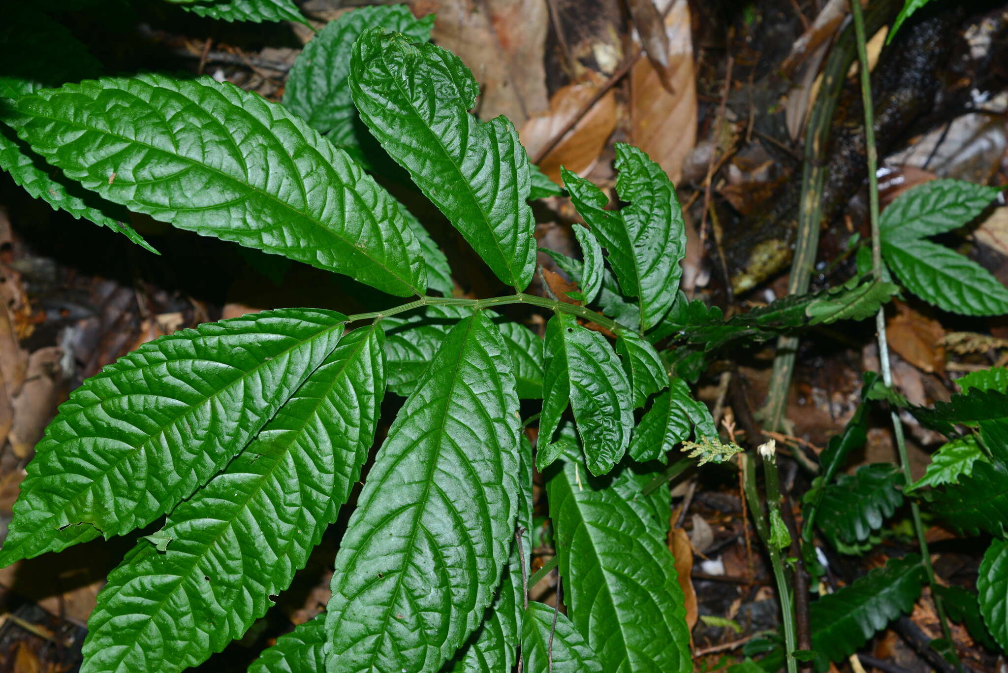 Image of Elatostema oblongifolium Fu