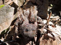 Image of Hentz's Orbweaver