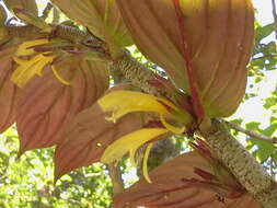 Image of Columnea verecunda C. V. Morton